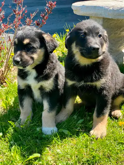 Serious inquiries only. Call or text 647-424-4236 Our puppies are ready to go with their first set o...