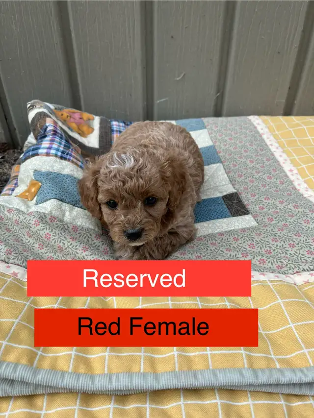 Cute Cavapoo Puppies in Dogs & Puppies for Rehoming in Edmonton - Image 7