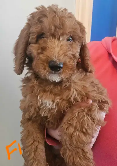 F1b Goldendoodle Pups, View more