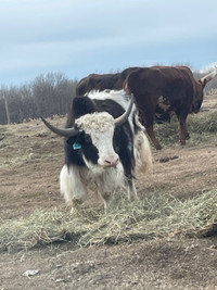 Pure breed Starter heard of yaks