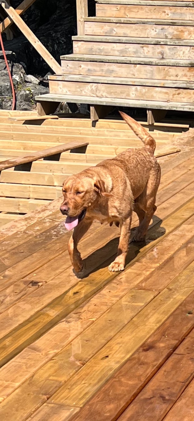 Fox Red Labrador & Charcoal Lab Female | Dogs & Puppies for Rehoming