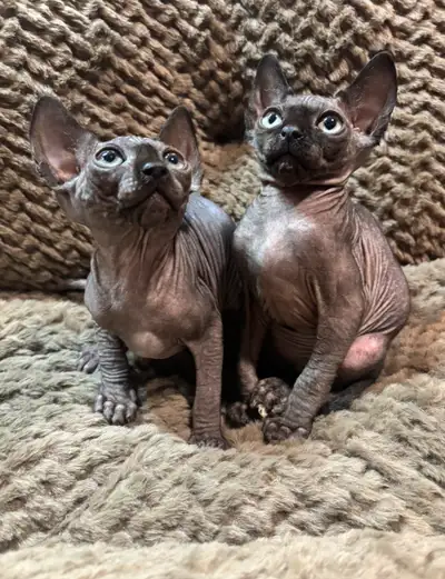 Sphynx a vendre, View more
