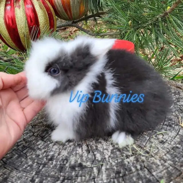 NETHERLAND DWARF,  LIONHEAD, HOLLAND LOP, MINI REX BUNNIES in Small Animals for Rehoming in Gatineau - Image 10