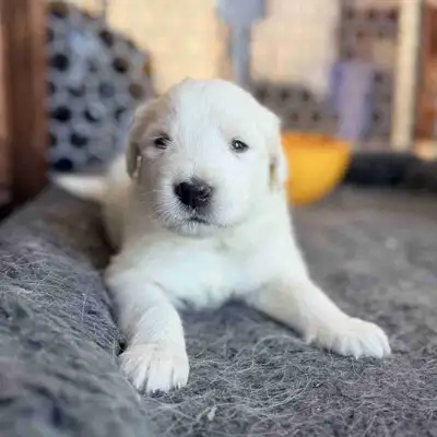 Great Pyrenees X Saint Bernard Cross Ready April 18!, View more
