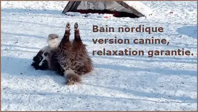 Garderie familiale pour chiens et chats –maison privée, View more