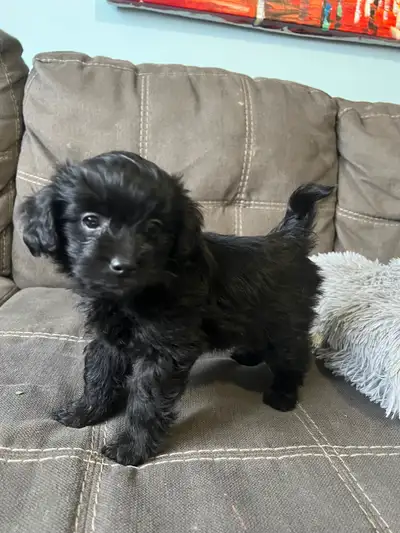 Teddy Bear Designer Puppies –Small, Family Friendly, 2 boys left, View more