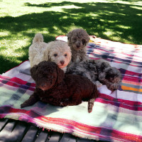 Bichonpoo / Bichon X Poodle puppies 