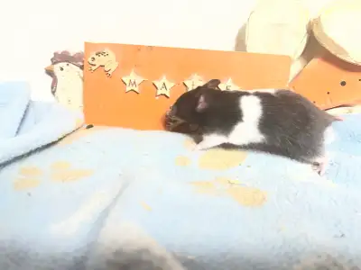 Syrian hamsters, View more