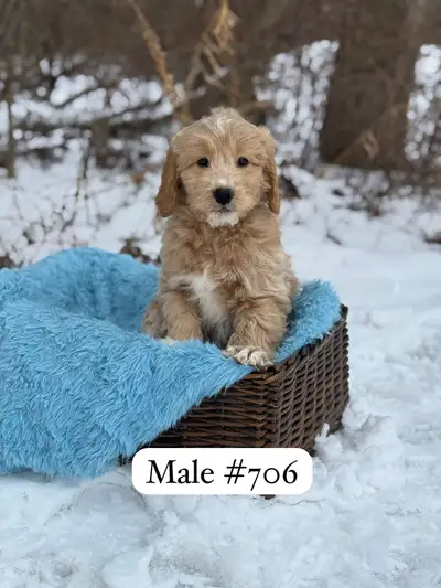 Mini Goldendoodle Puppies for Sale, View more