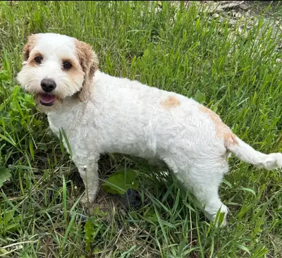 Beautiful , super affectionate, healthy female . She’s good with kids, other dogs. She had 1 litter....
