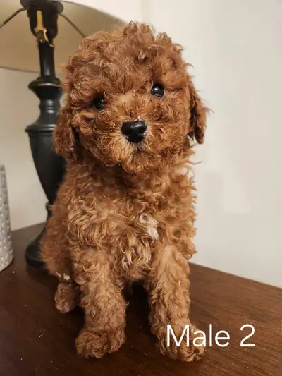 Beautiful Mini Poodles for Sale!, View more