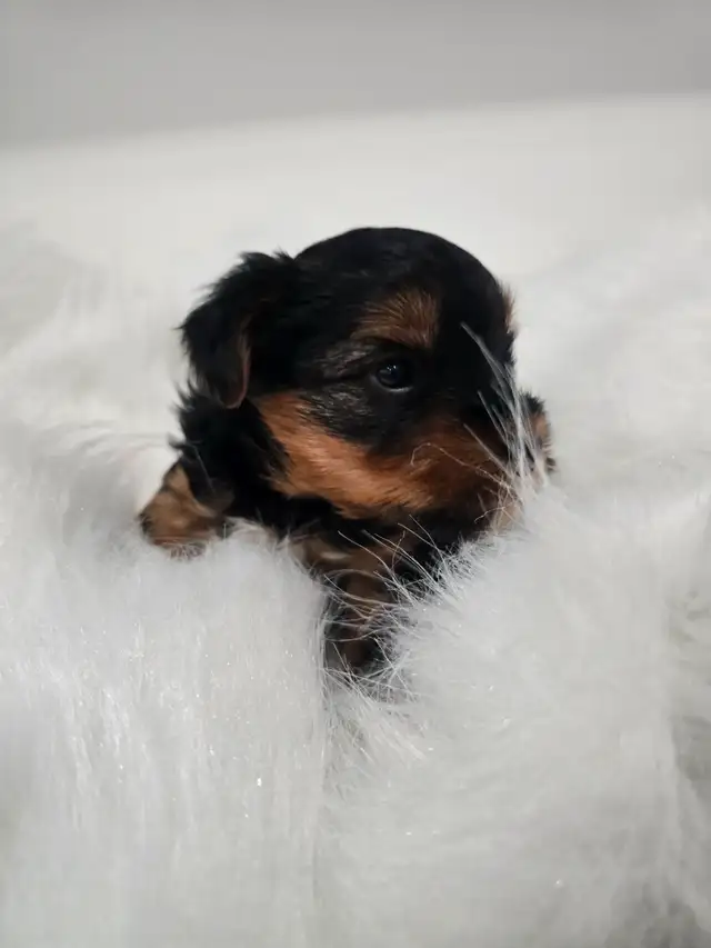 YORKSHIRE TERRIER PUPPY(male) in Dogs & Puppies for Rehoming in Oshawa / Durham Region - Image 8