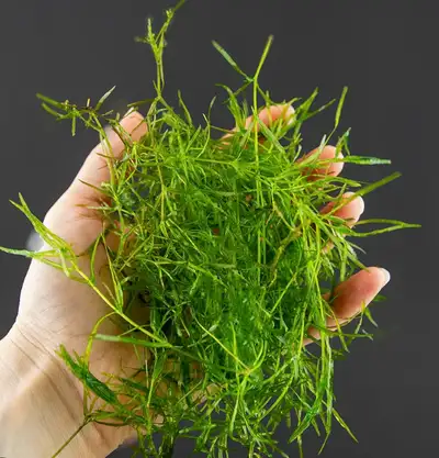 Guppy Grass Aquarium Plant, View more