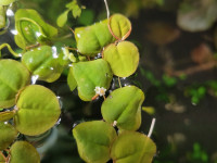 Red root floaters en fleur! Plante d'aquarium flottante rouge