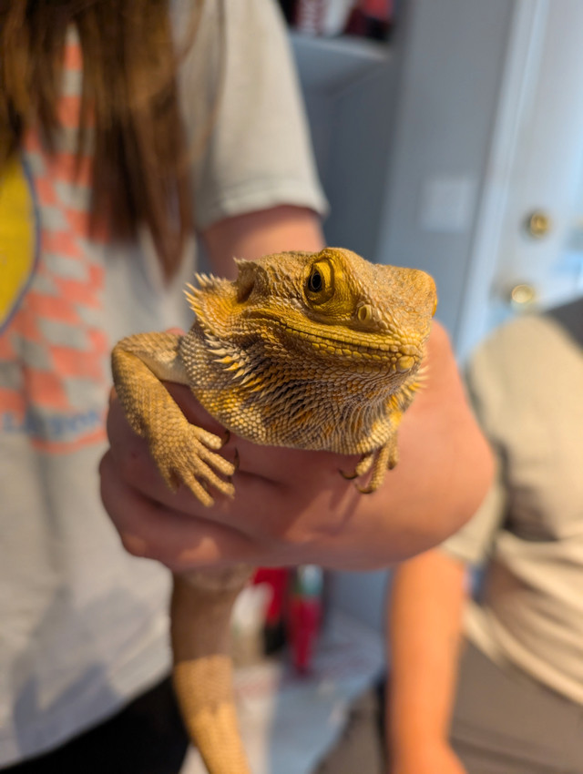 Bearded Dragon in Reptiles & Amphibians for Rehoming in Abbotsford - Image 3