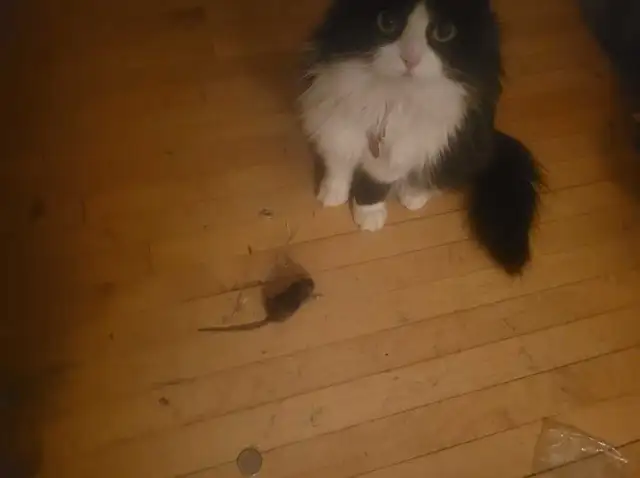 Lost female cat in Lost & Found in Edmonton - Image 4