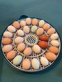 Intelligent 30 Egg Incubator