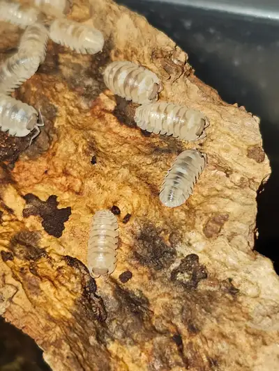 Spanish marble Isopods (Armadillidium espanyoli), View more