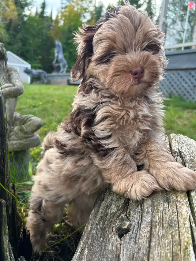 Coton Mix  Pups Rare Merle  - Therapy Dog Potential in Dogs & Puppies for Rehoming in City of Toronto - Image 6