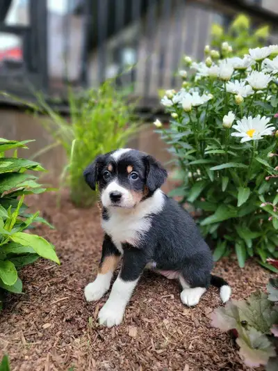 Puppies For Sale, View more