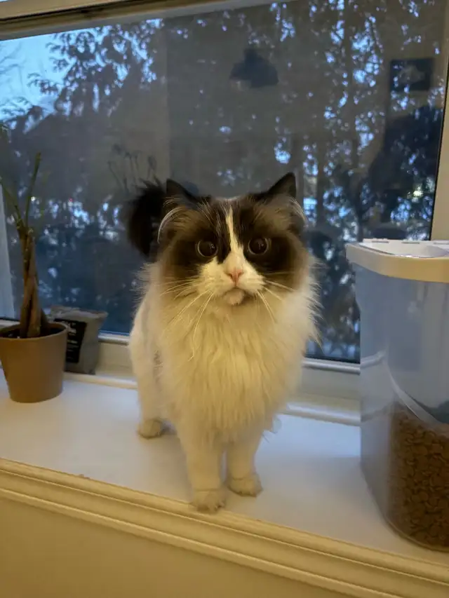 Ragdoll and Siamese Cat