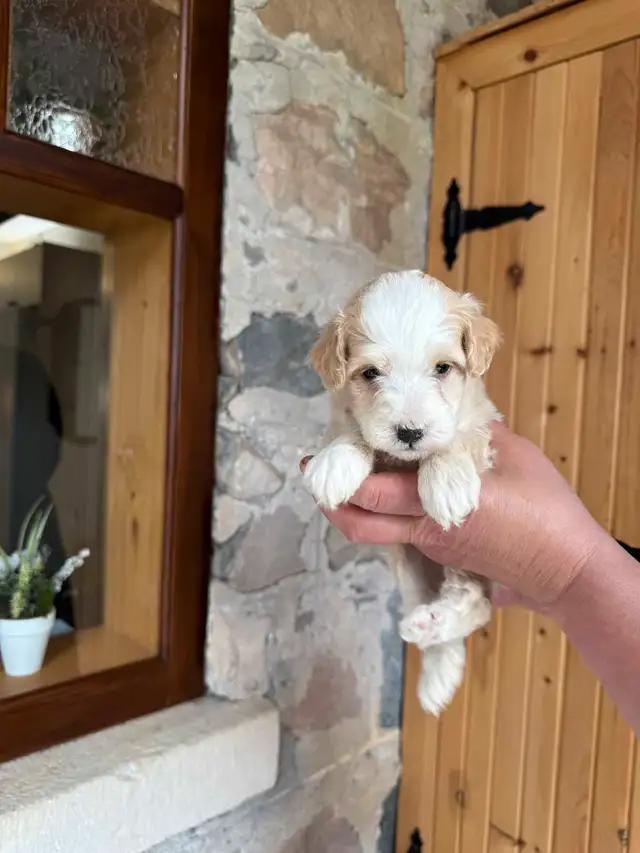 Outstanding F2 Mini Bernedoodle Puppies in Dogs & Puppies for Rehoming in Markham / York Region - Image 4