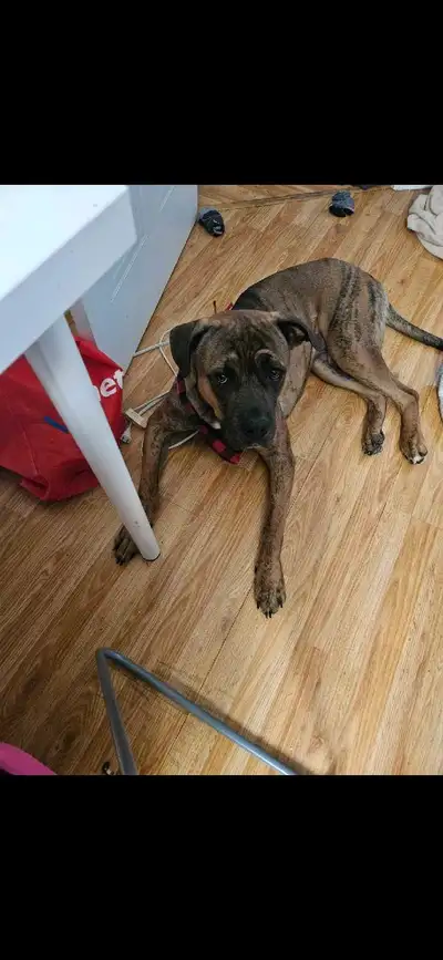 Dog for rehoming, View more