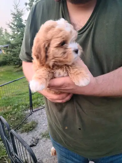 Adorable ShihPoo Puppies, View more