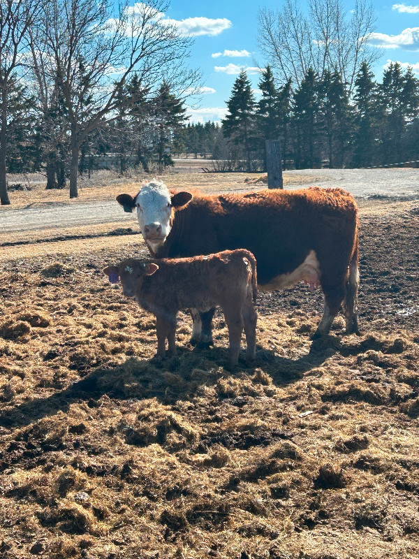 Cow calf pairs for sale in Livestock in Portage la Prairie - Image 4