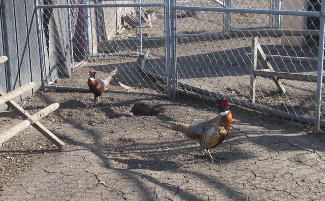 Pheasants in Livestock in Edmonton - Image 3