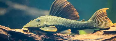 Red Fin Blue-Eyed Pleco, View more