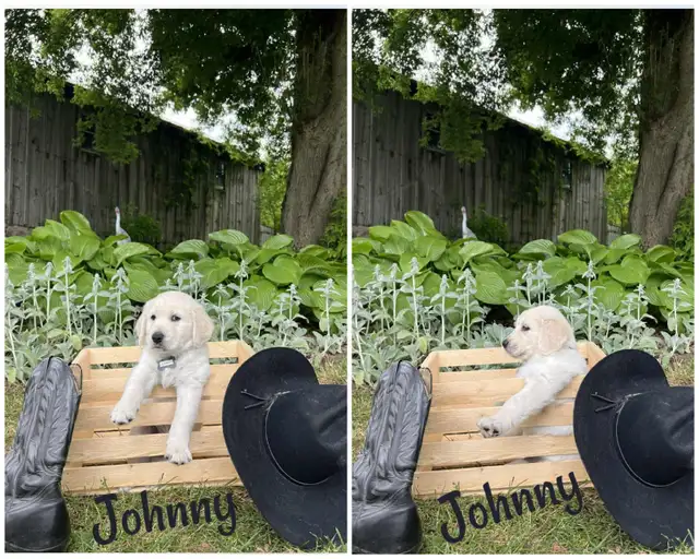 ALL PUPPIES NOW HAVE HOMES Golden Retriever Puppies  Yeee Hawww! in Dogs & Puppies for Rehoming in Kitchener / Waterloo - Image 4