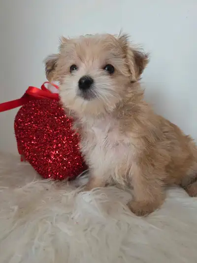 magnifique. mâle morkie, View more