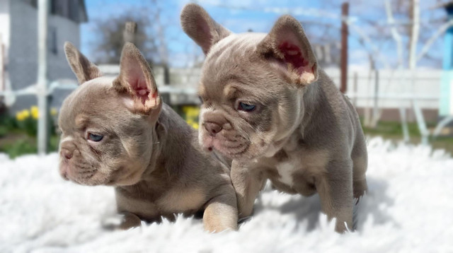 Quality Rare Frenchies- Villafrenchbulldogs in Dogs & Puppies for Rehoming in Vancouver - Image 2