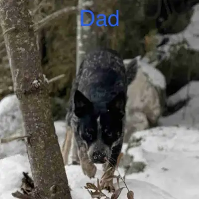 Purebred Blue Heelers. now accepting deposits, View more