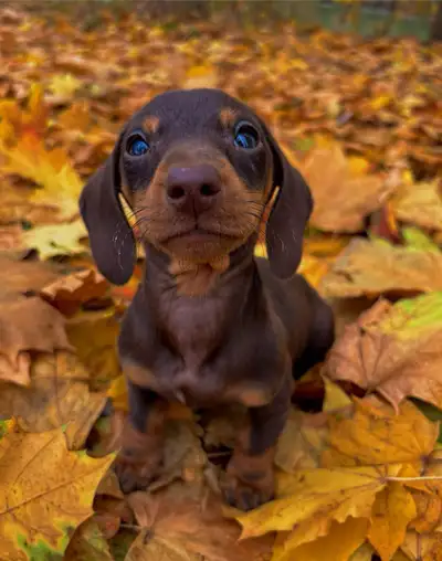 Miniature Dachshund, View more