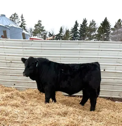 3 yearling simmental bulls , View more