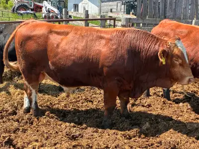 Simmental bulls, View more
