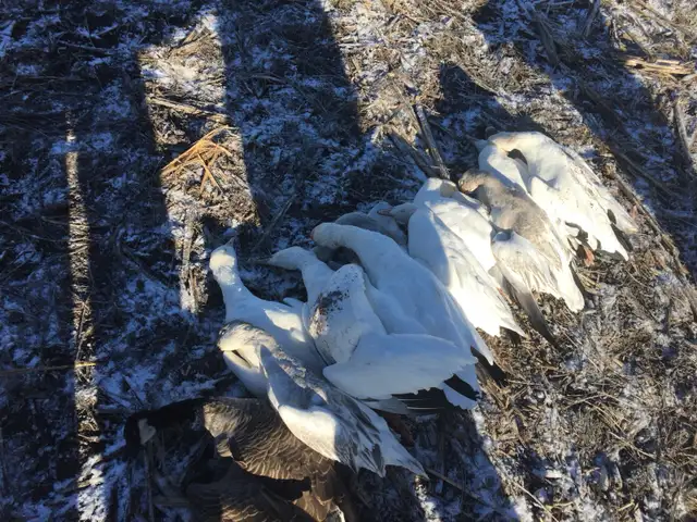 Fall Snow Goose Hunts421186770316175366