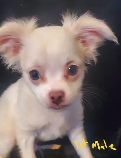 Now Available: Rare Purebred White Long Coat Chihuahua Puppies, View more