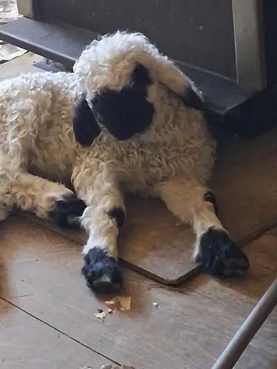 Valais Blacknose sheep for sale, View more