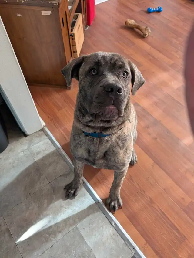 purebred blue brindle cane corso in Dogs & Puppies for Rehoming in Ottawa - Image 3