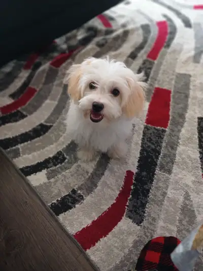 miniature baby MALTESE, View more