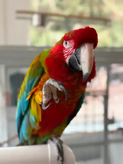 Macaw Parrot, View more