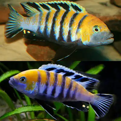 Beautiful mbuna cichlid with striking orange/suplhur head. Females are grey Cynotilapia afra sulphur...