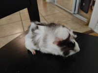New baby guinea pig (3 weeks old)