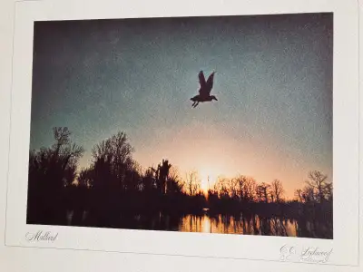 C.C. Lockwood Wildlife Photo Prints Portfolio Set Animals Louisi, View more