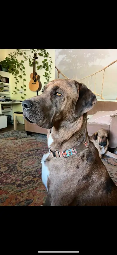 Looking for a Loving Home for Our Handsome Boy, View more