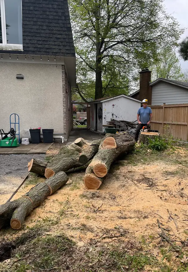 Tree Service