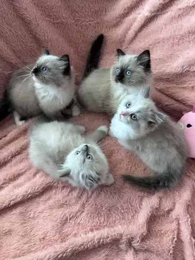 Purebred Ragdoll Kittens Ready for Adoption! , View more